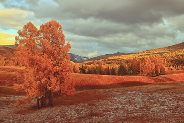 世界最奇葩的五大动物
