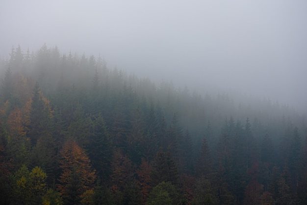 迪士尼和迪斯尼有什么区别